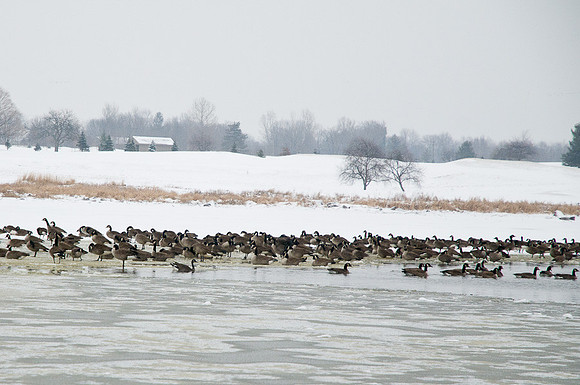 Celery Bog in Winter