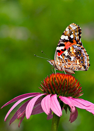 Vanessa cardui