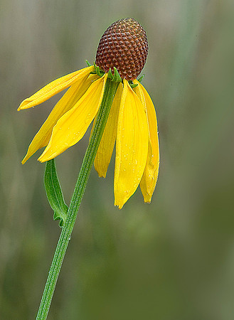 Yellow Coneflower