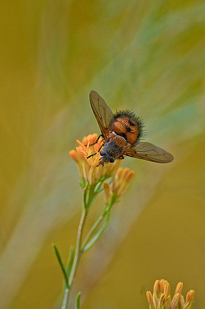Flower and Fly