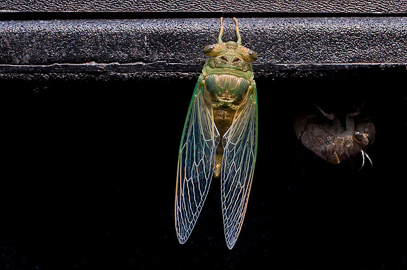 Cicada